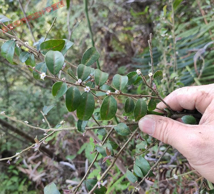 【精选好货】 野外生毛冬青根 根 细叶毛冬青 毛披树根 乌尾丁中药原