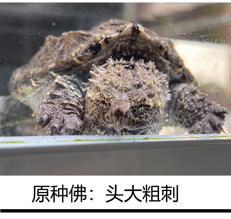 鳄鱼龟乌龟佛罗里达原种纯佛鳄龟爆刺杂佛小鳄龟宠物鳄鱼龟观赏龟-oem