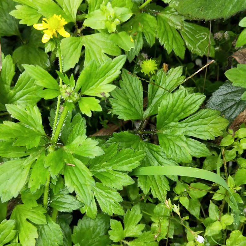 新鲜毛莨花陆莲花毛莨鹤膝草辣子草起泡草茴茴蒜外用中草药 新鲜毛莨