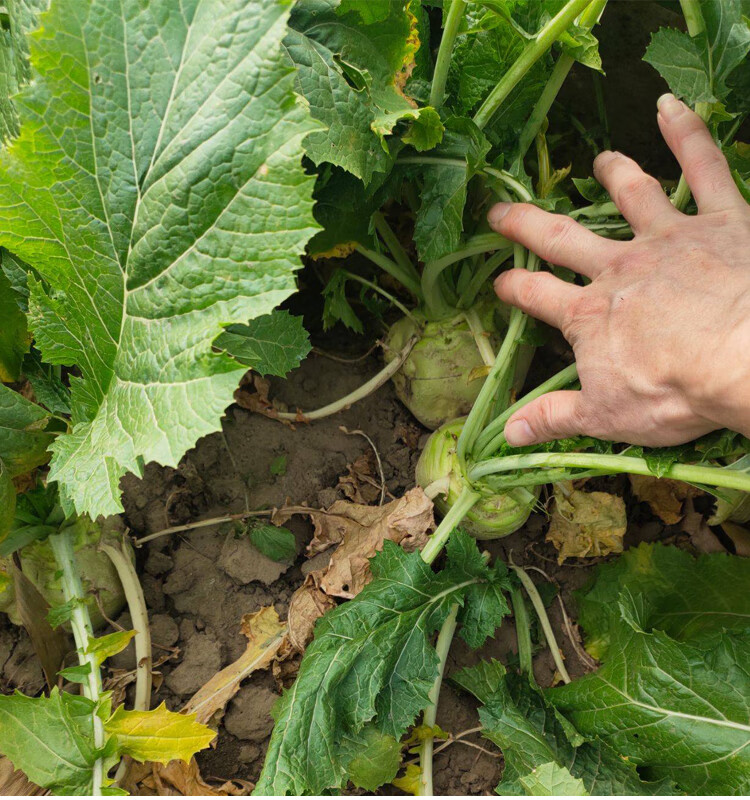 集卉光頭芥菜種子特大辣疙瘩種籽芥菜種籽四川辣菜四季蔬菜孑子大頭菜