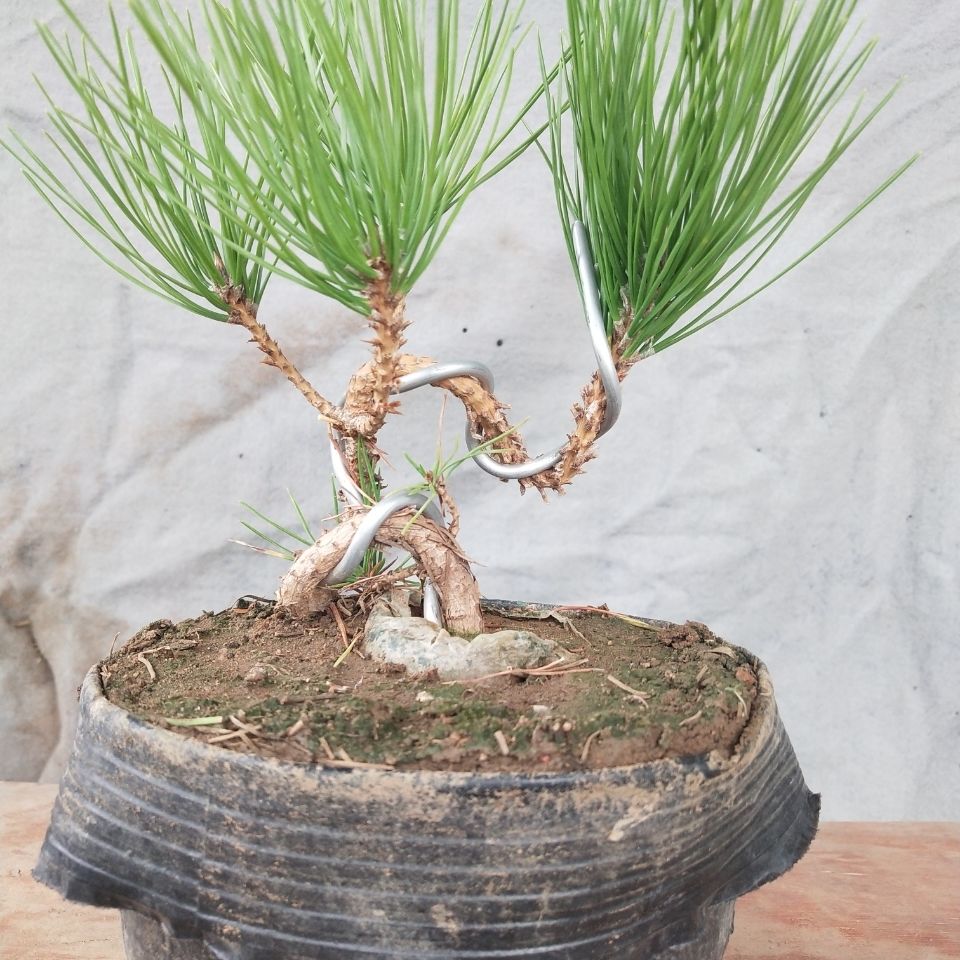 文静花坊 黑松小盆景 微型盆景 黑松造型树桩黑松童子功盆景苗带原土