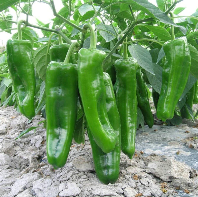 特大牛角椒种子大果羊角青椒尖椒辣椒种籽种苗高产春季蔬菜孑籽种