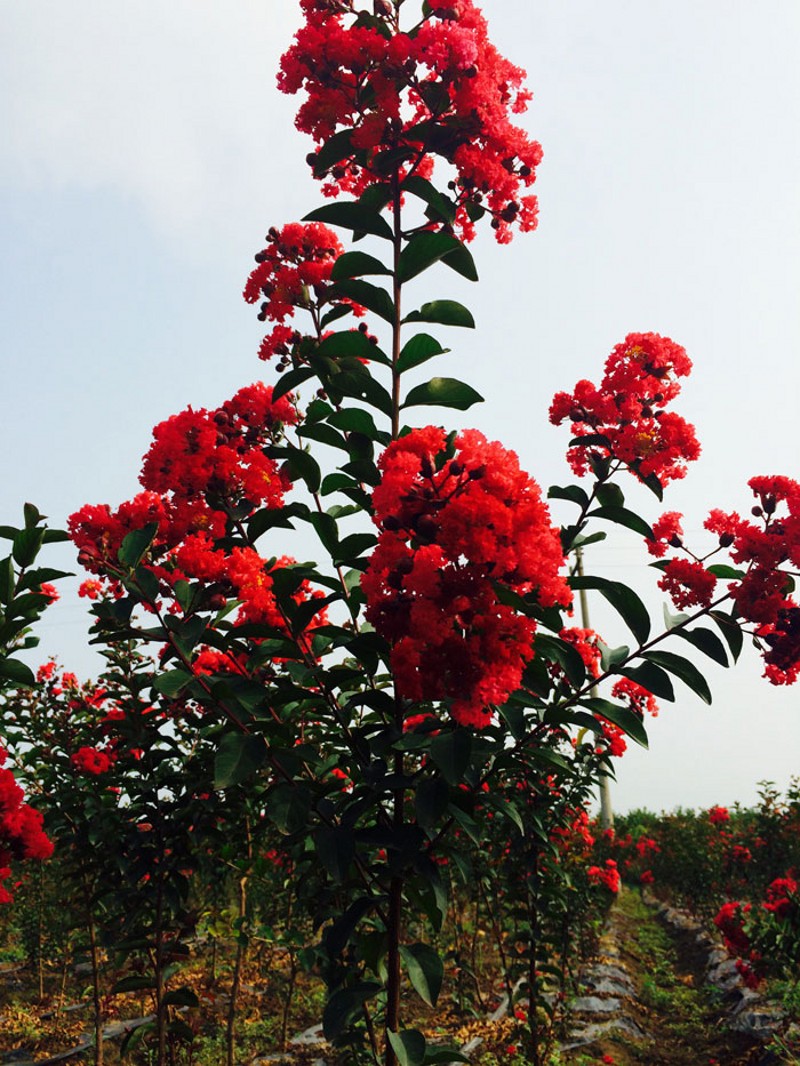 洛赏晴紫薇树苗红花紫薇小苗紫薇花苗栽种紫薇当年开花耐寒抗旱紫薇