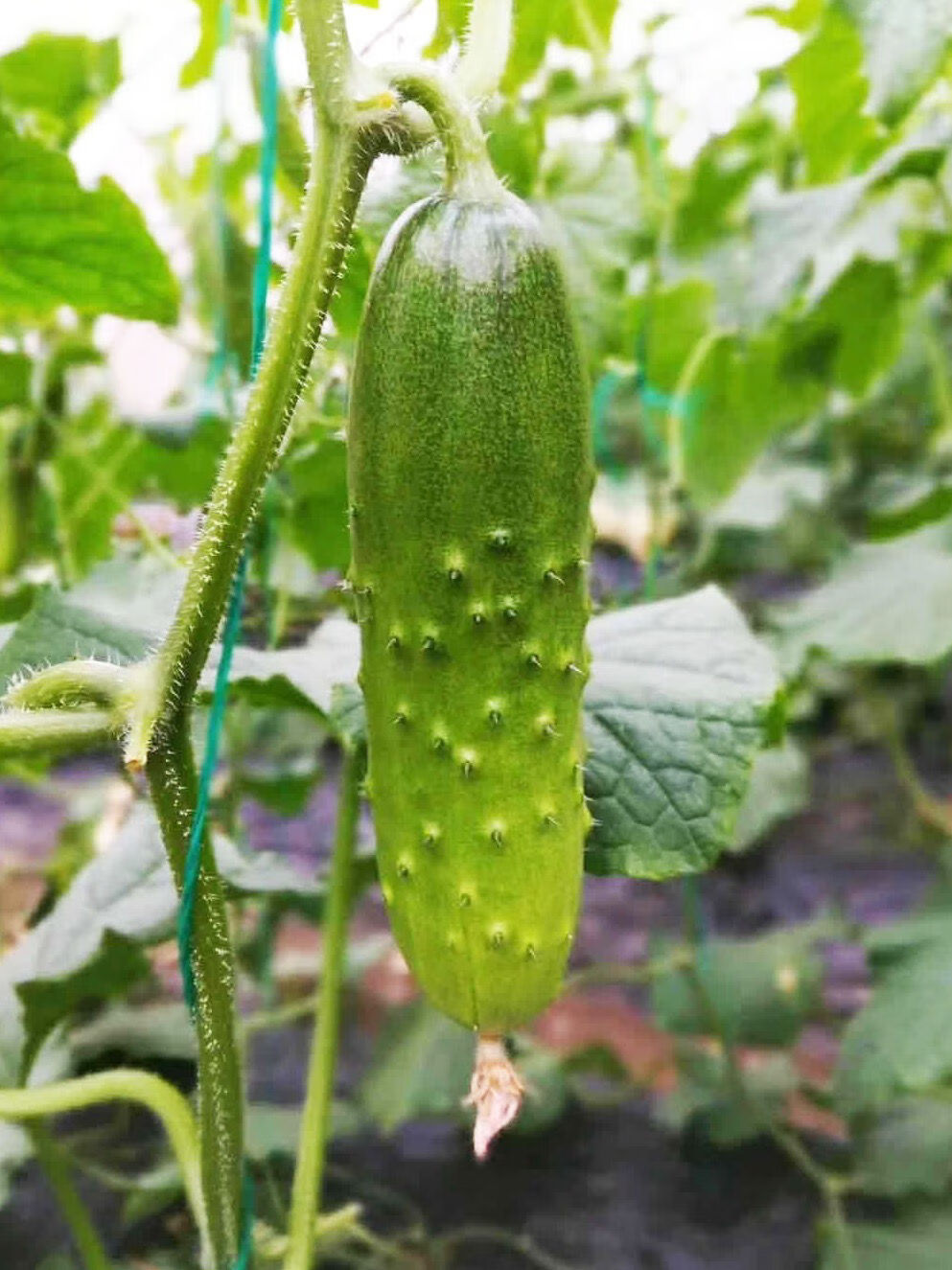 旱黄瓜新鲜小青瓜 水果蔬菜东北绿黄瓜带刺脆皮荷兰水果小黄瓜 3斤旱