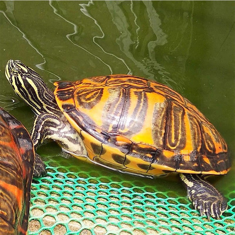 火焰龜活物 深水招財觀賞寵物烏龜紅腹黃腹東錦西錦 龍配魚配龜活物吃