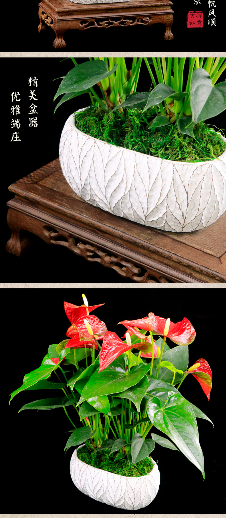 自然岛(zirandao) 红掌组合盆景室内花卉绿植鸿运当头四季开花桌面