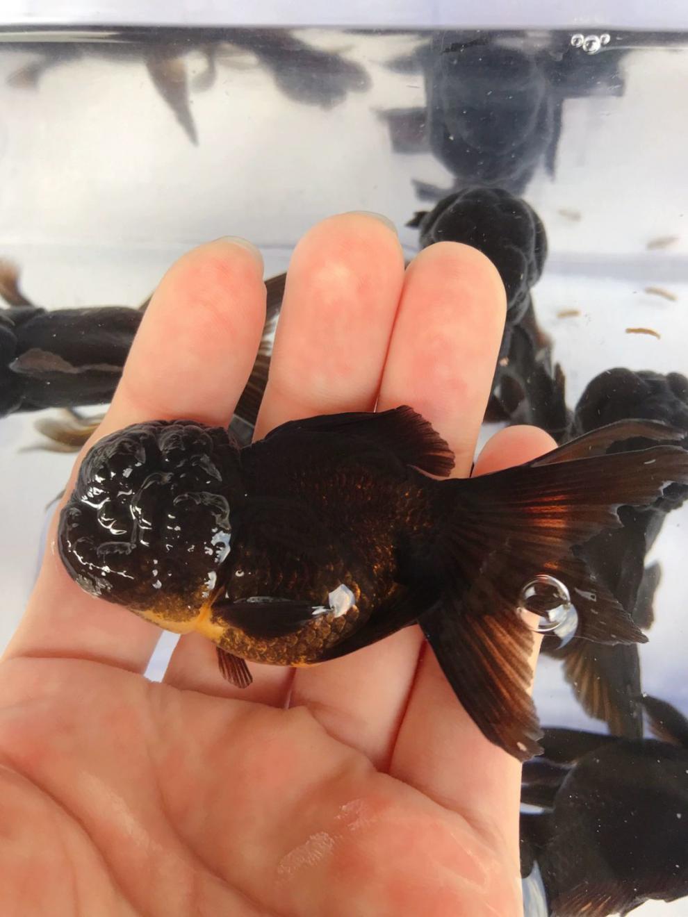 金鱼国狮红狮头活鱼黑狮头淡水鱼冷水鱼活体观赏鱼渔场 6-7cm 红白狮