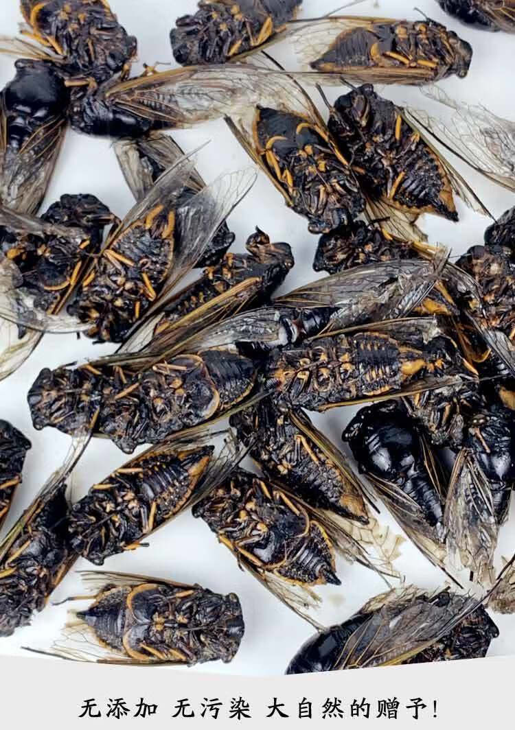 伟博梨园黑知了猴新鲜冷冻黑蝉蜕皮爬叉猴小头肉昆虫食材姐佬龟唐僧肉