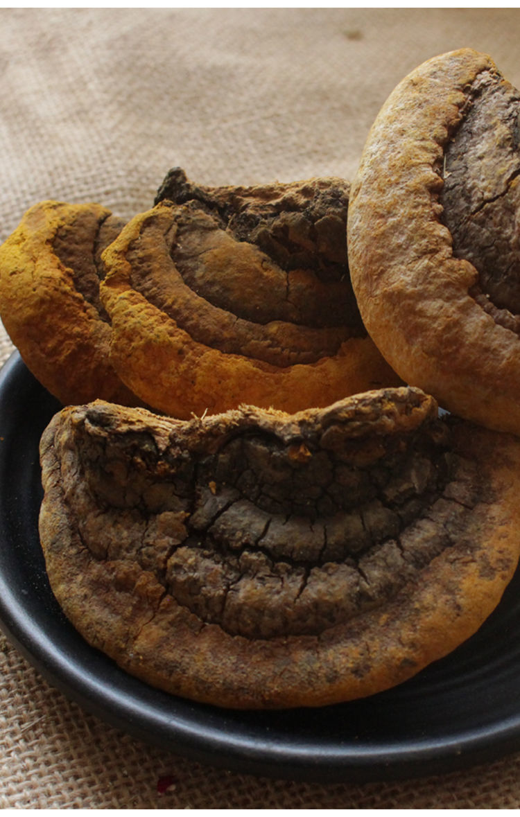 西藏特级野生桑树桑黄种桑黄灵芝西藏自治区桑黄的功效与作用 200克