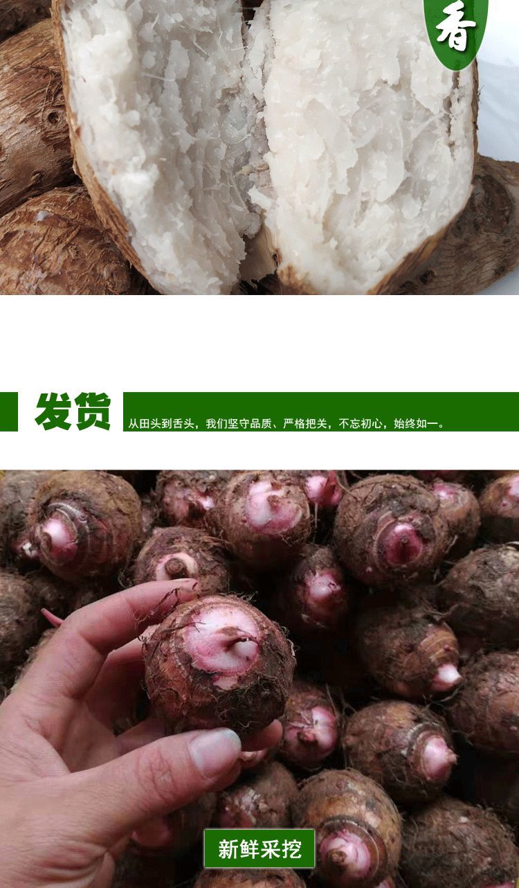 广西新鲜现挖红芽小芋头粉糯香芋山芋魔芋芋仔蔬菜5斤5斤中果净重485