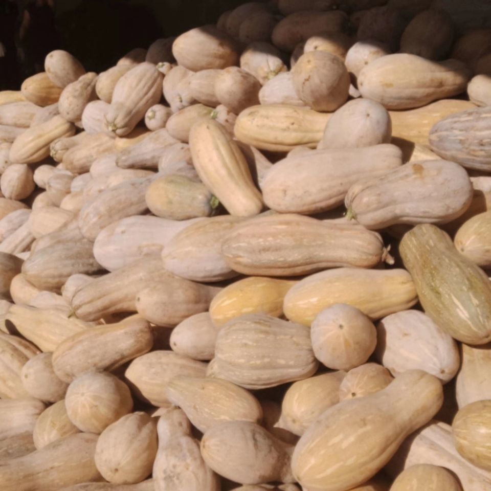 正宗云南老南瓜当季新鲜南瓜粉糯香甜软孕妇宝宝辅食山东老南瓜精选装