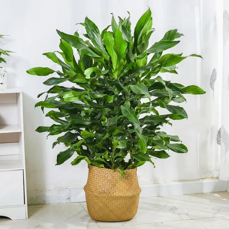 沭之美 螺纹铁大型花卉绿植盆栽客厅办公室前台盆栽大绿植植物 螺纹铁