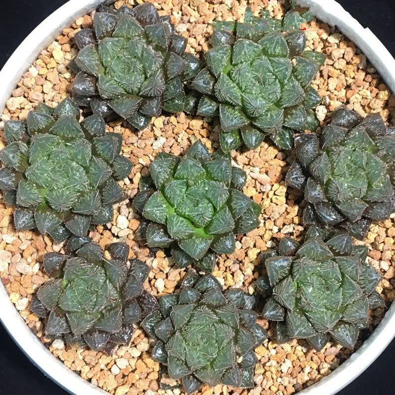 宫灯群生6-7多肉植物玉扇十二卷属玉露万象组合盆栽室内 雪花玉露群5