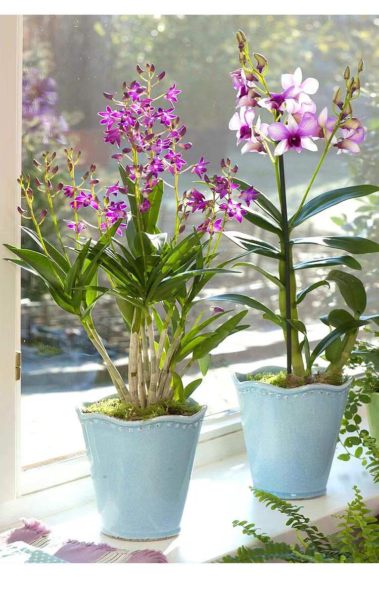 涞思芊品质保证澳洲香水石斛兰浓香盆栽花卉客厅阳台带花苞老桩好养