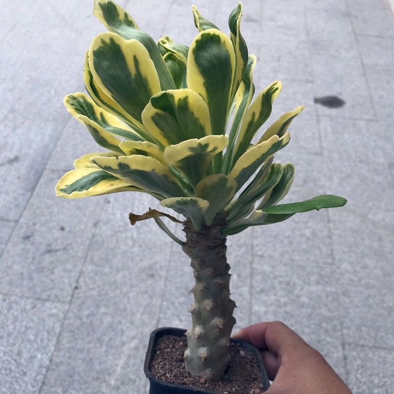 多头扇贝麒麟植物大戟科仙人柱贝信麒麟锦室内沙漠植物景观花卉扇贝