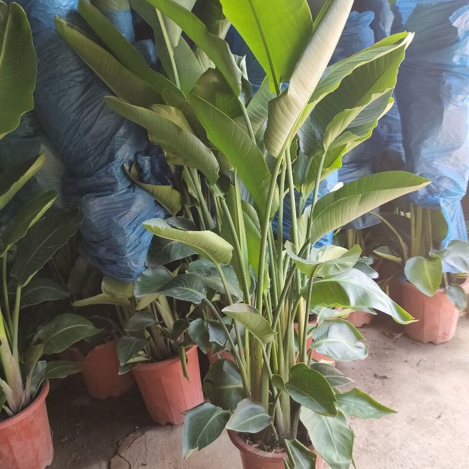 天堂鸟尼古拉鹤望兰净化空气吸甲醛四季常绿北欧网红大型室内绿植【2