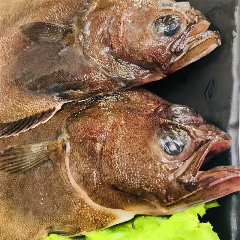 大菜园鼓眼鱼鲜活冷冻小鼓眼鱼高眼鱼蝶鱼偏口鱼豆鼓鱼15kg3斤