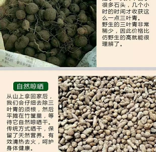 浙江三叶青中药材金线吊葫芦丝线吊金钟清热祛火小儿高烧不退 新鲜500