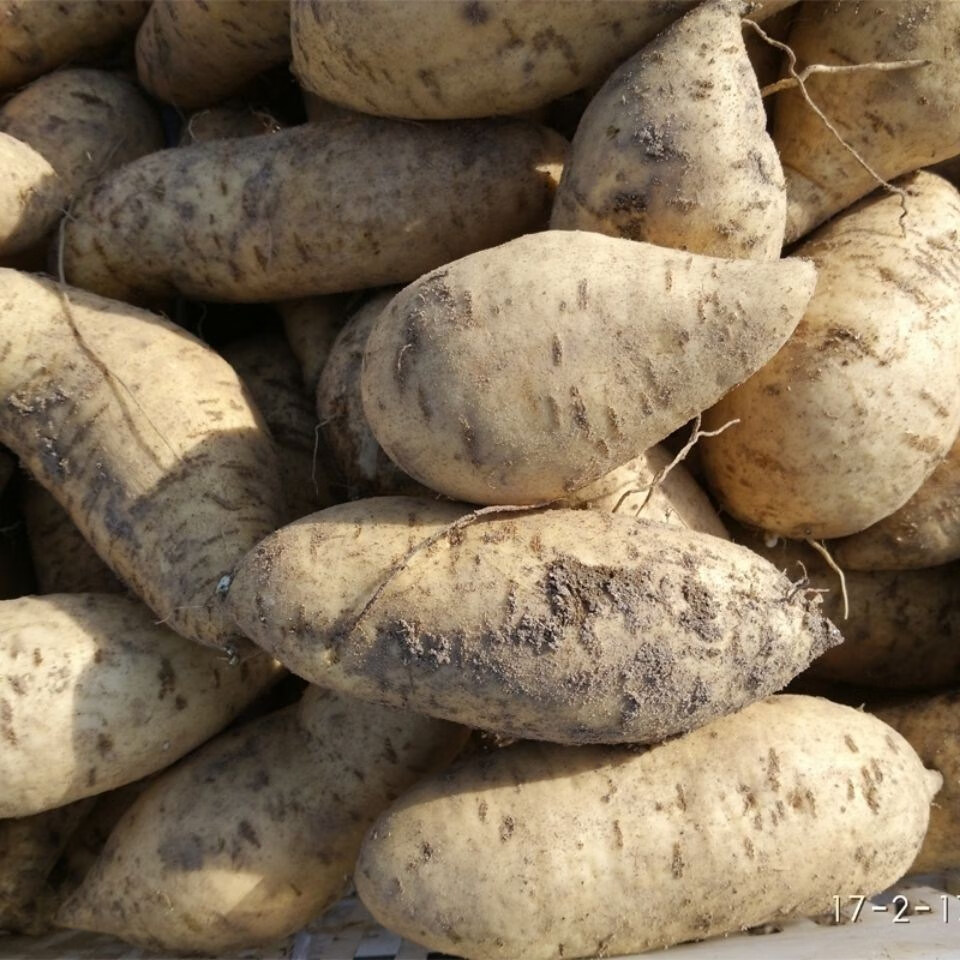 广东潮汕农家现挖白皮鸡蛋黄粉地瓜红薯板栗番薯香甜地瓜 3斤 中果