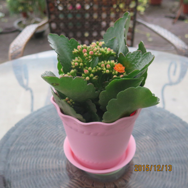 进口重瓣长寿花带花苞小盆栽室内花卉四季开花 满树花苞发货 长寿紫缤