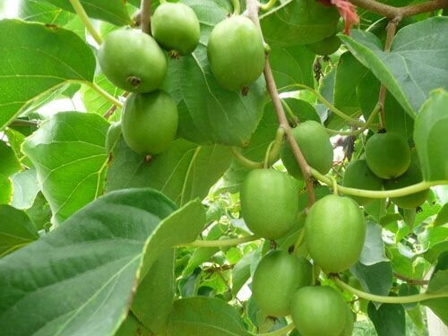 媚调东北野生圆枣子长白山软枣子小猕猴桃奇异莓果2500g5斤装 5斤装