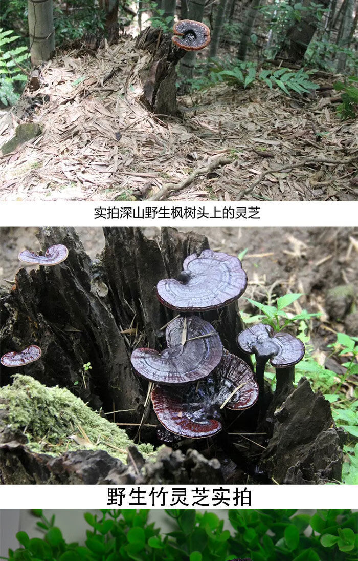 纯特级野生整枝竹灵芝竹灵芝片野生赤灵芝50克100克250克 50克 整枝