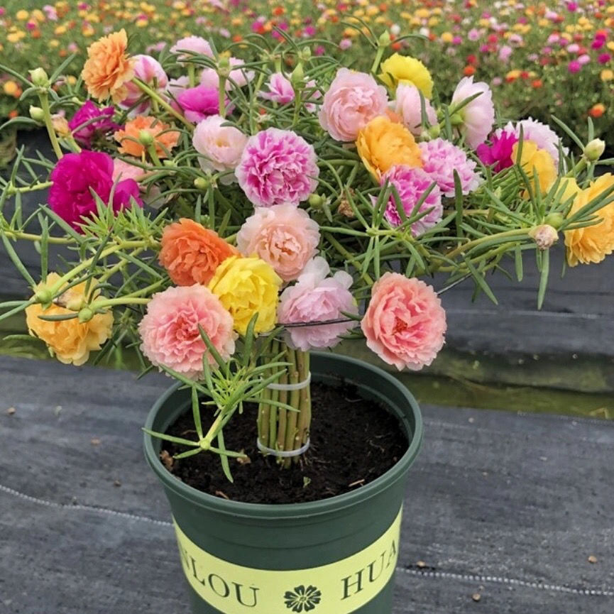 轻奢重瓣太阳花阳台盆栽花卉庭院盆景四季开花抖音sn6863 经典大红色