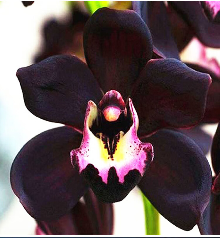 稀有兰花【黑雪姬】墨兰矮种盆栽植物室内四季花卉兰草兰花苗 黑雪姬2