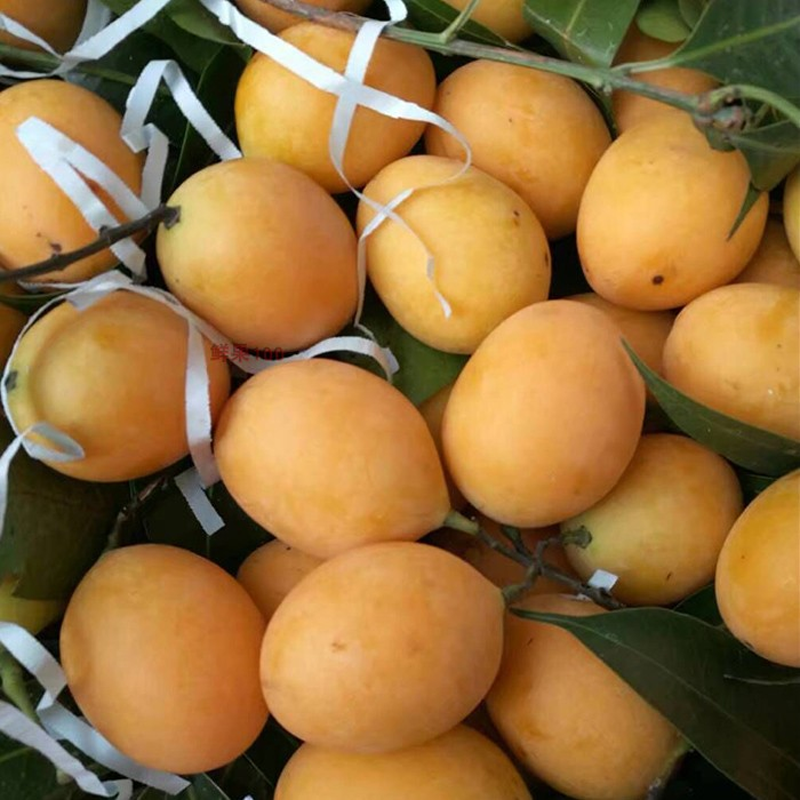 顺丰泰国枇杷芒新鲜孕妇水果稀有不常见小芒果4斤