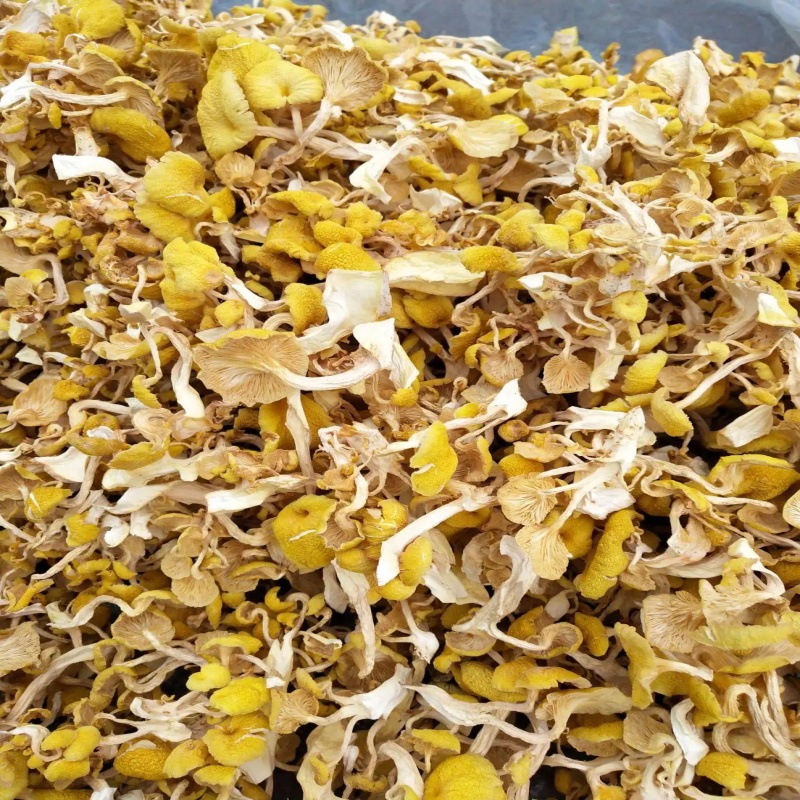 东北特产新鲜榆黄蘑干货鸡油菌玉黄金菇金顶蘑菇非自产农产品 1500g