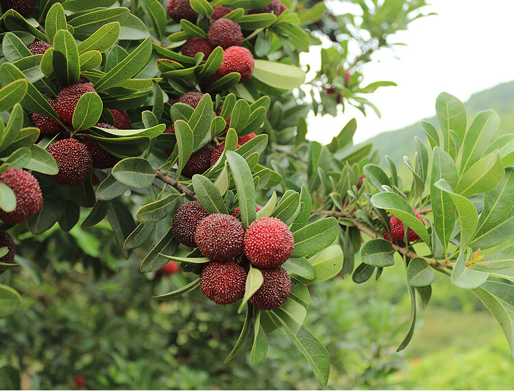 2022年现货新鲜杨梅鲜果贵州云南深山天然时令水果现摘现发酸酸甜甜