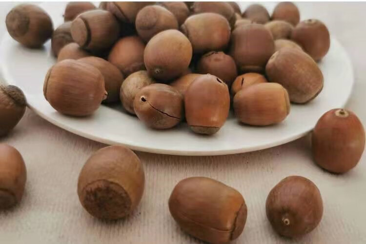 益草源中药材 精选橡子 橡籽 橡实 栎树果橡果橡栗 500克【图片 价格