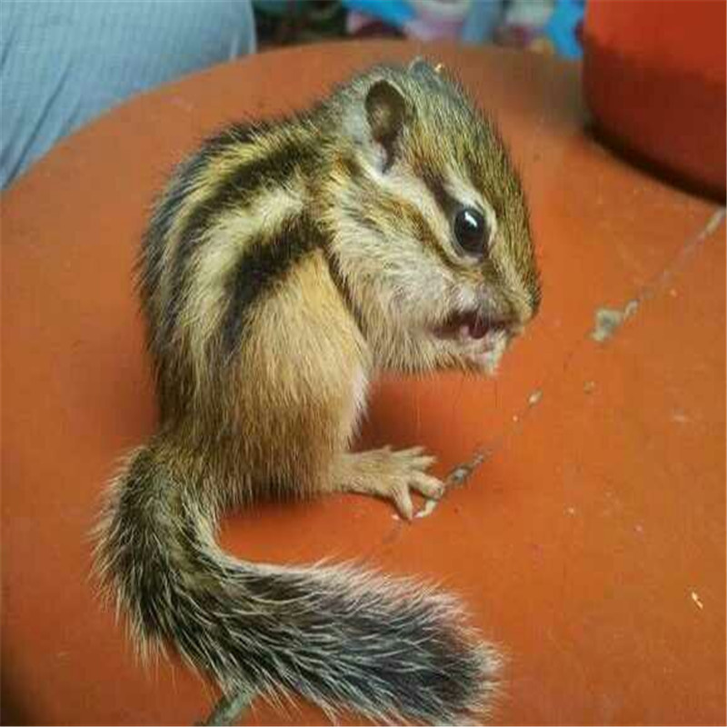 人工养殖松鼠金花松鼠亚成体活体幼崽金花幼崽宠物粮食笼子朴彩pucai