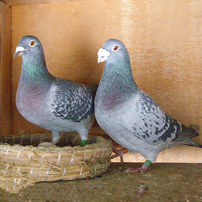 鸽子原配一对信鸽种鸽天落鸽活体幼鸽青年鸽赛鸽落地王白羽王 灰色