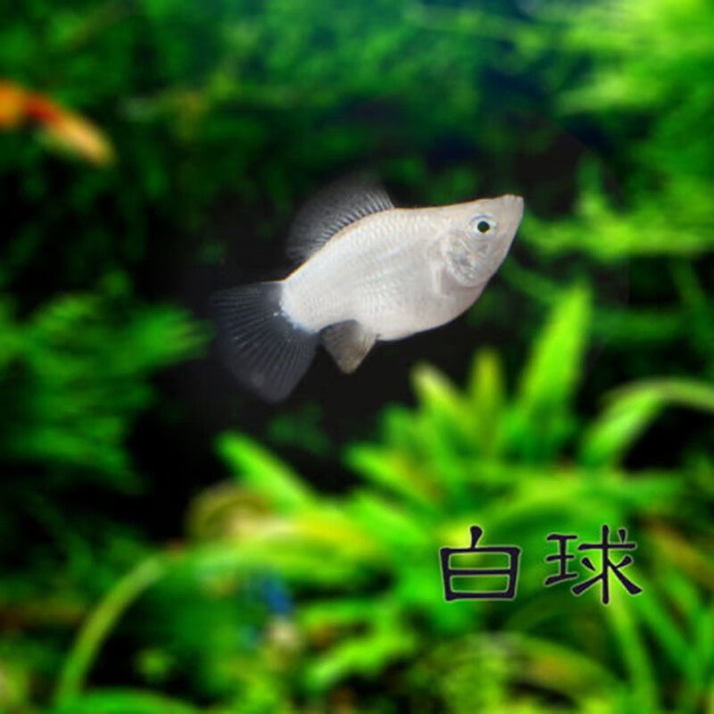 豆樂奇 胎生魚 瑪麗球魚 熱帶魚 觀賞魚 淡水魚 活體魚 寵物魚 瑪麗魚