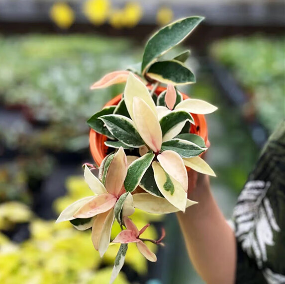 花叶球兰锦三色银斑金边花卉绿植阳台垂吊攀援爬藤盆栽花卉 三色球兰