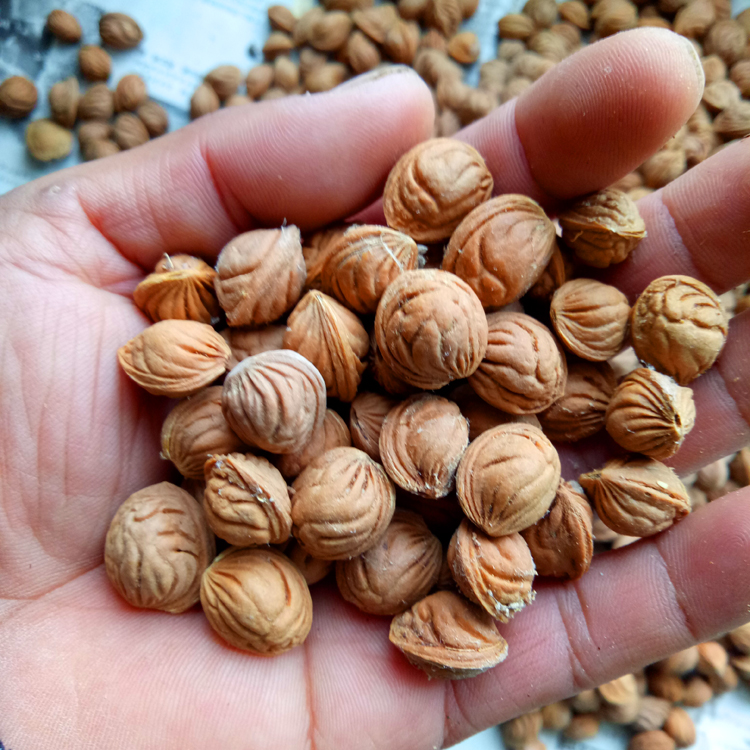 秦岭毛桃核 手串手持料雕刻料散仔原料文玩桃核 每斤打孔费15元 16mm