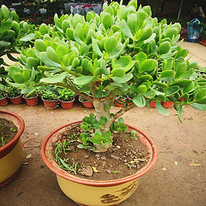 玉树盆栽苗老桩大叶玉树花植物多肉燕子掌室内客厅绿植花卉玉树3年苗
