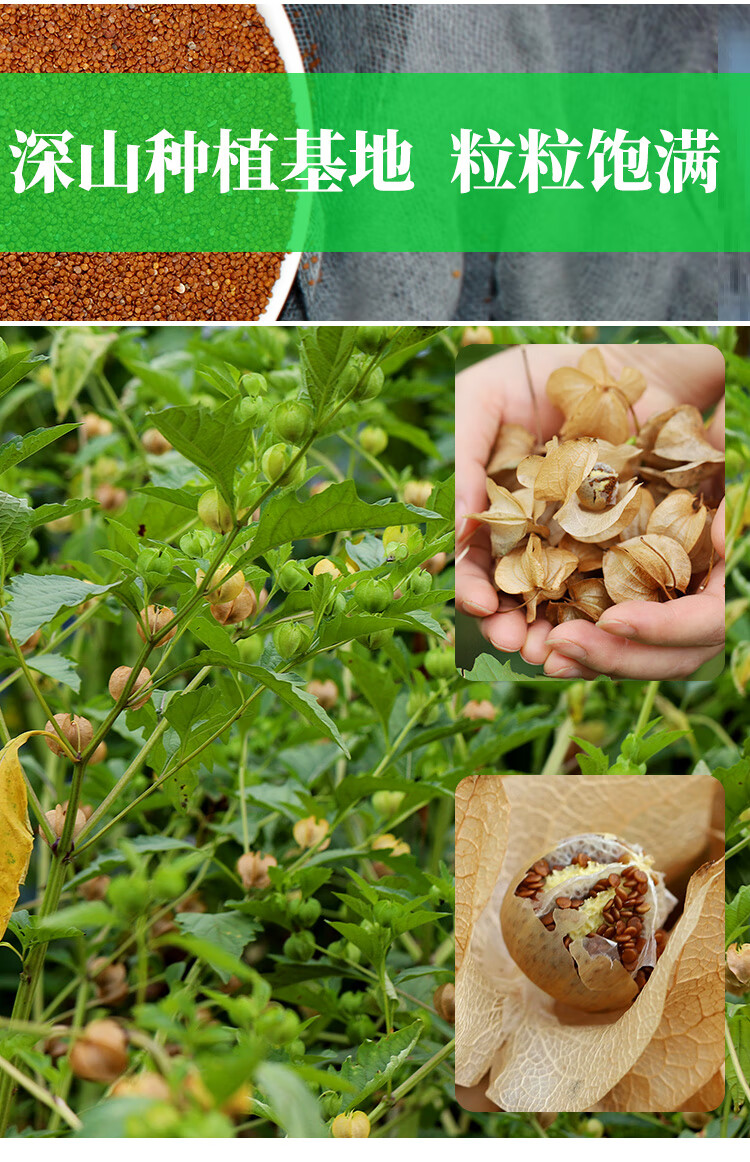 四川冰粉籽冰籽手搓冰粉伴侣商用手工冰粉籽搭冰粉配料凉粉籽500g