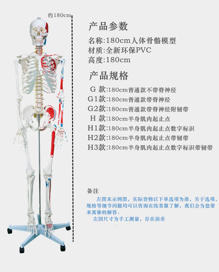 医学人体骨骼模型骨架带肌肉仿真玩具小白全身可拆卸正骨c款带脊椎神经座式85cm骨骼 图片价格品牌报价 京东