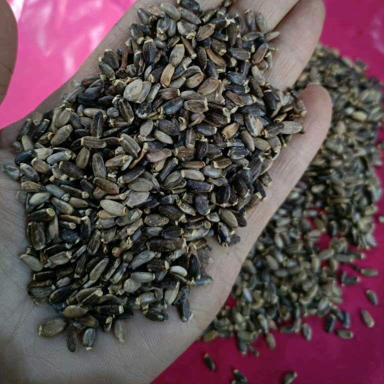 新货水飞蓟籽水飞蓟水飞蓟种子 奶蓟种子水飞蓟500克 2.