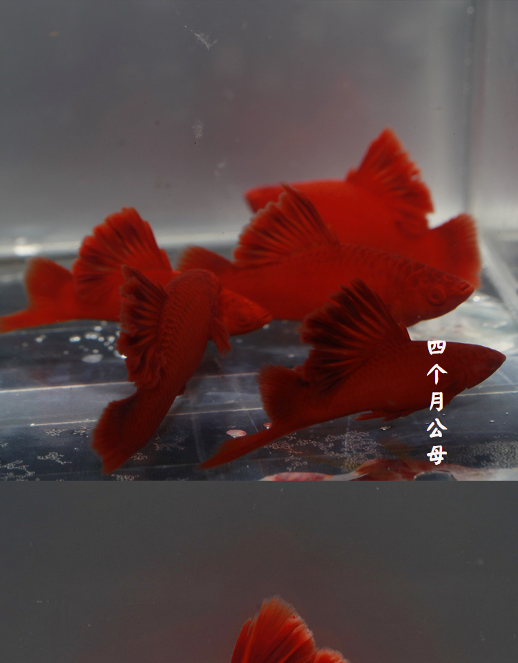 荣郁高鳍红箭鱼苗菊花帆红剑鱼狼牙热带鱼观赏鱼刀公新品5个月精品