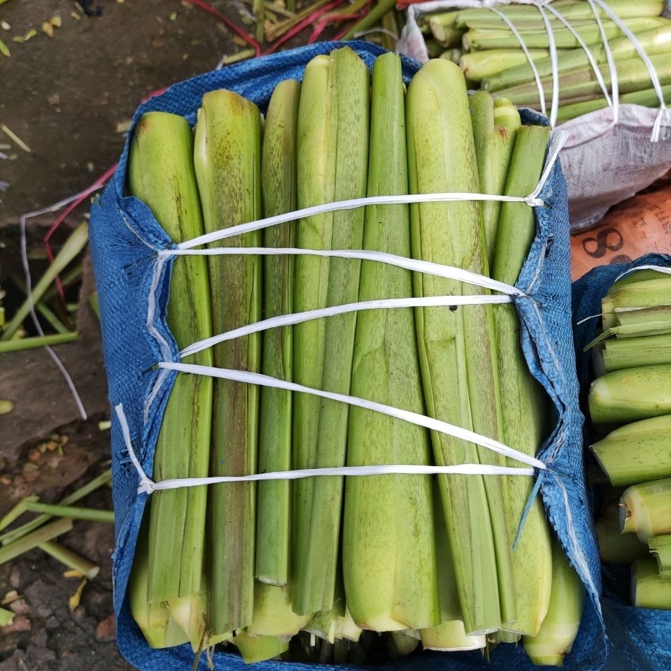 适用于四季早熟茭白苗 高笋 双季茭白苗 水生蔬菜苗 龙虾套养 茭白