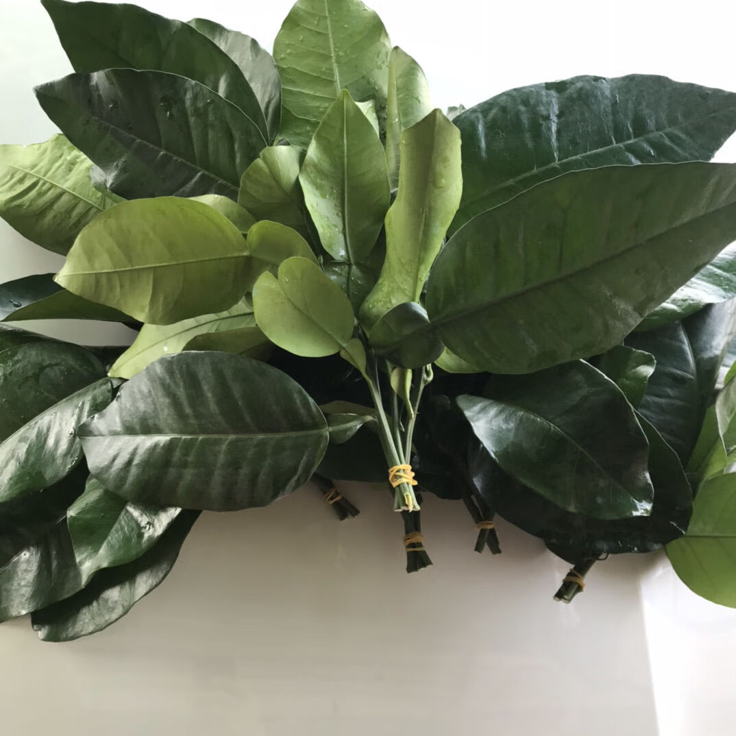 新鲜柚子叶柚叶金柚乔迁新居开运转运沐浴去晦气祈福纯