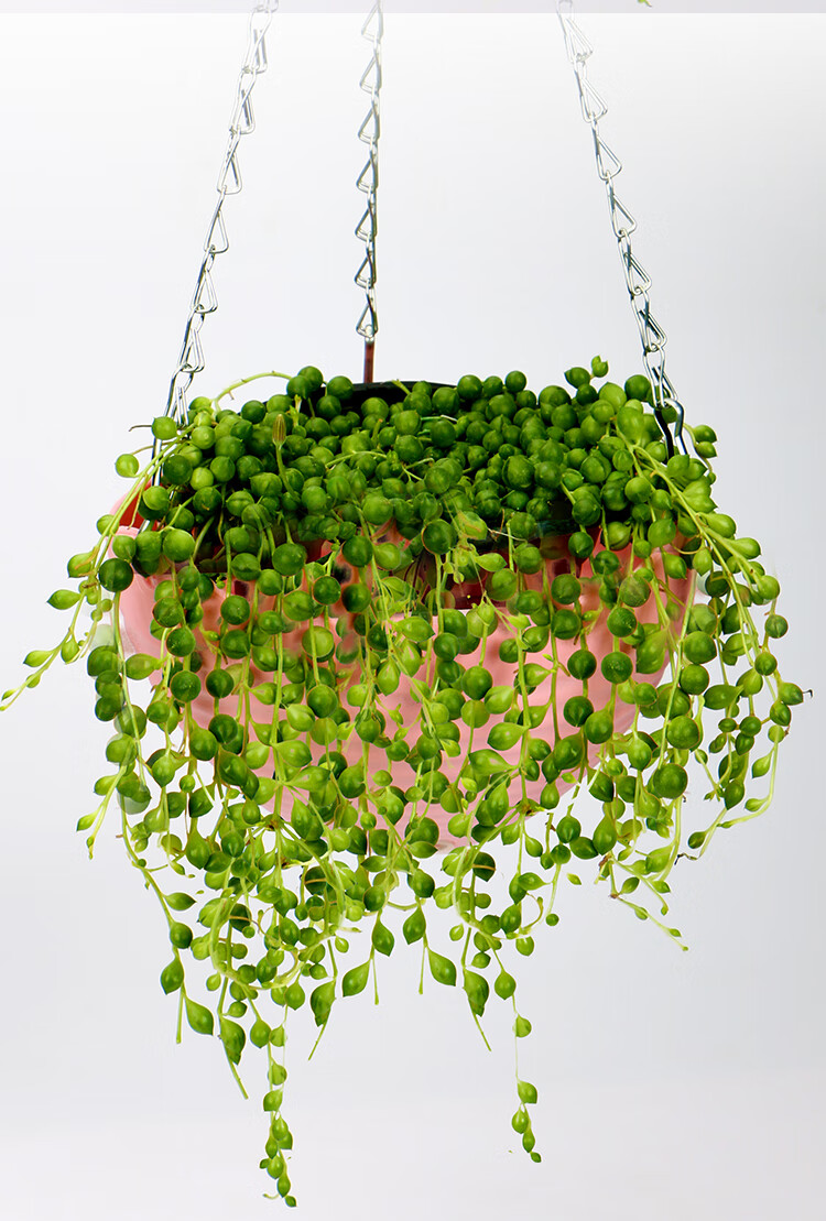 多肉植物珍珠吊兰盆栽室内花卉佛珠吊兰情人泪吊兰吸甲醛净化空气 原