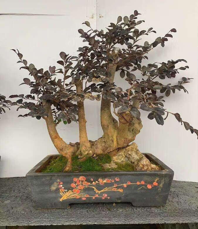 红花继木盆景树桩大盆景植物大型庭院室外老桩造型树四季长青红花