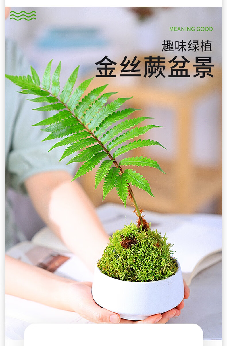 花东π对金丝蕨苔藓球蕨类植物网红桌面室内水培观叶红枫文竹耐桩绿植