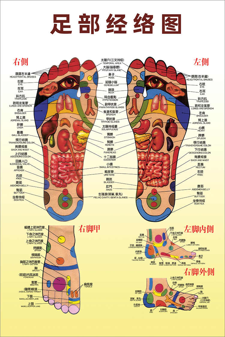 足部反射区挂图足脚底按摩保健足疗足浴拔罐艾灸经络穴位图解海报