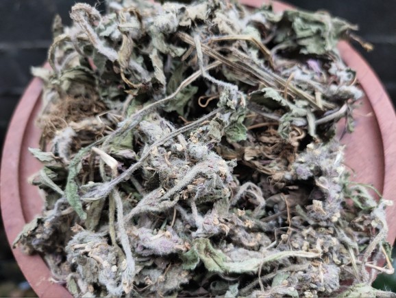 新貨筋骨草 白毛夏枯草 散血草 苦草一斤500克【圖片 價格 品牌 報價