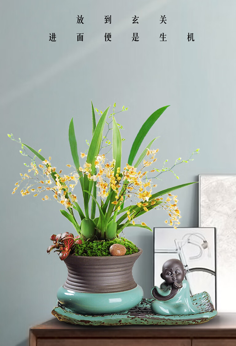 文心兰盆栽带花盆景植物办公桌观花小绿植室内花梦香兰跳舞兰花卉